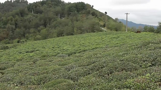 مزرعه چای